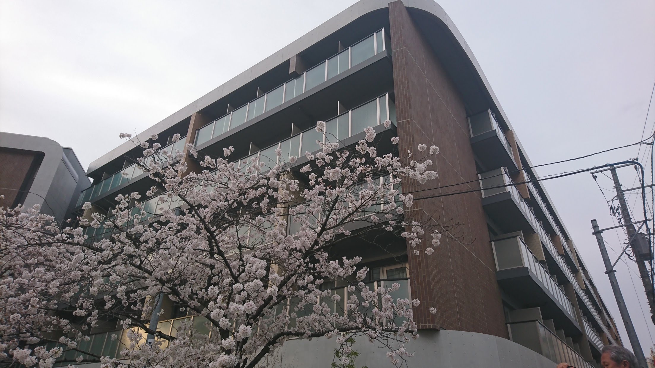 WID早稲田前の桜、満開です。