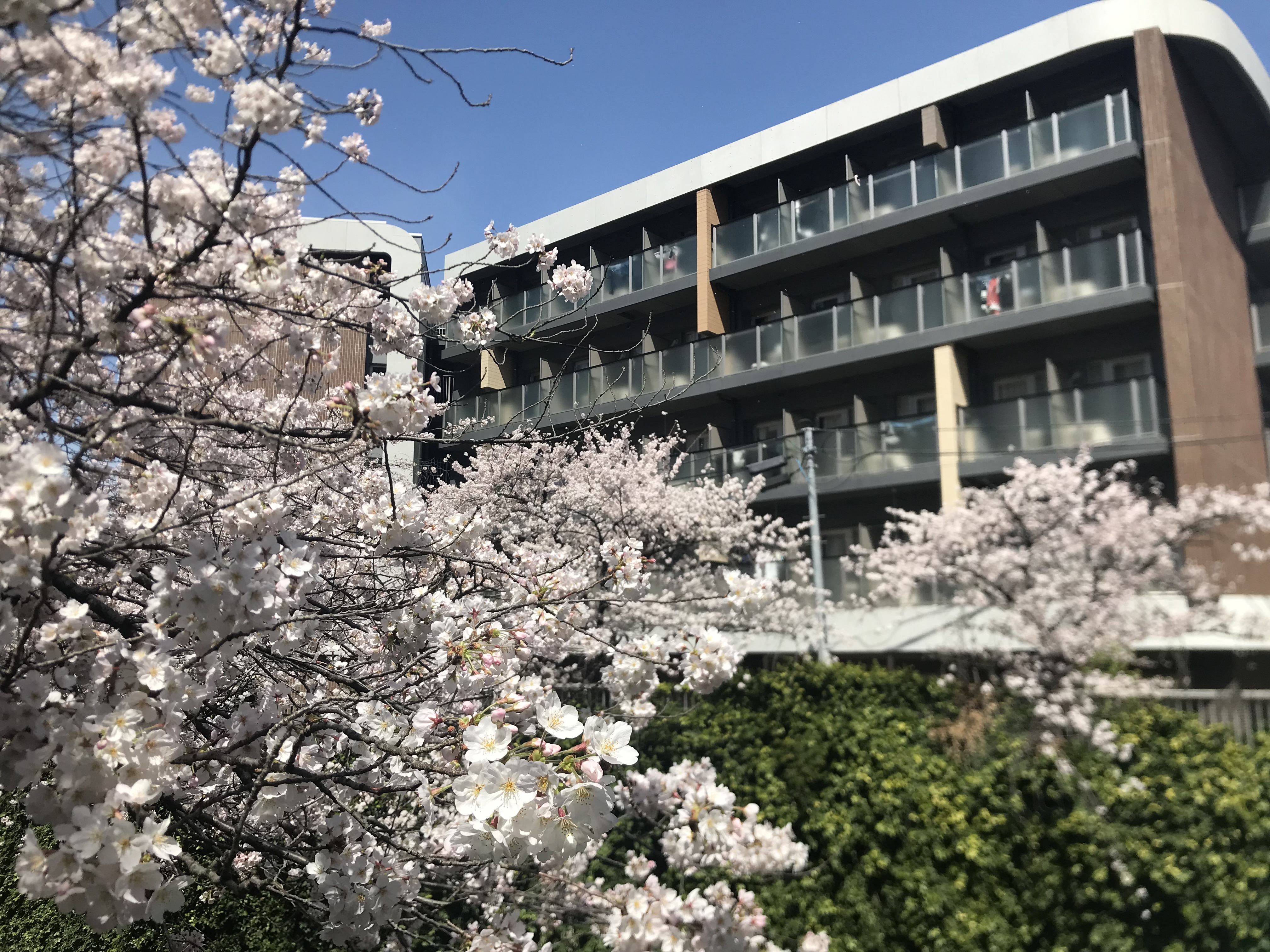 【桜満開】22年春の入寮が始まります。