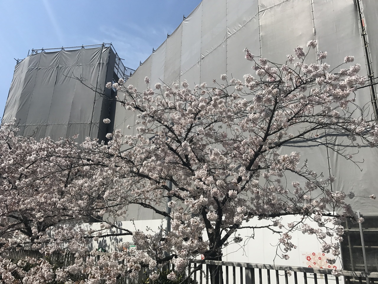 【WID早稲田】現地レポート～満開の桜とともに